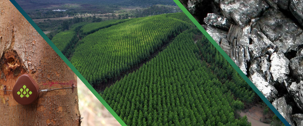 Quanto custa descobrir dois anos depois que sua floresta produziu menos que o esperado?